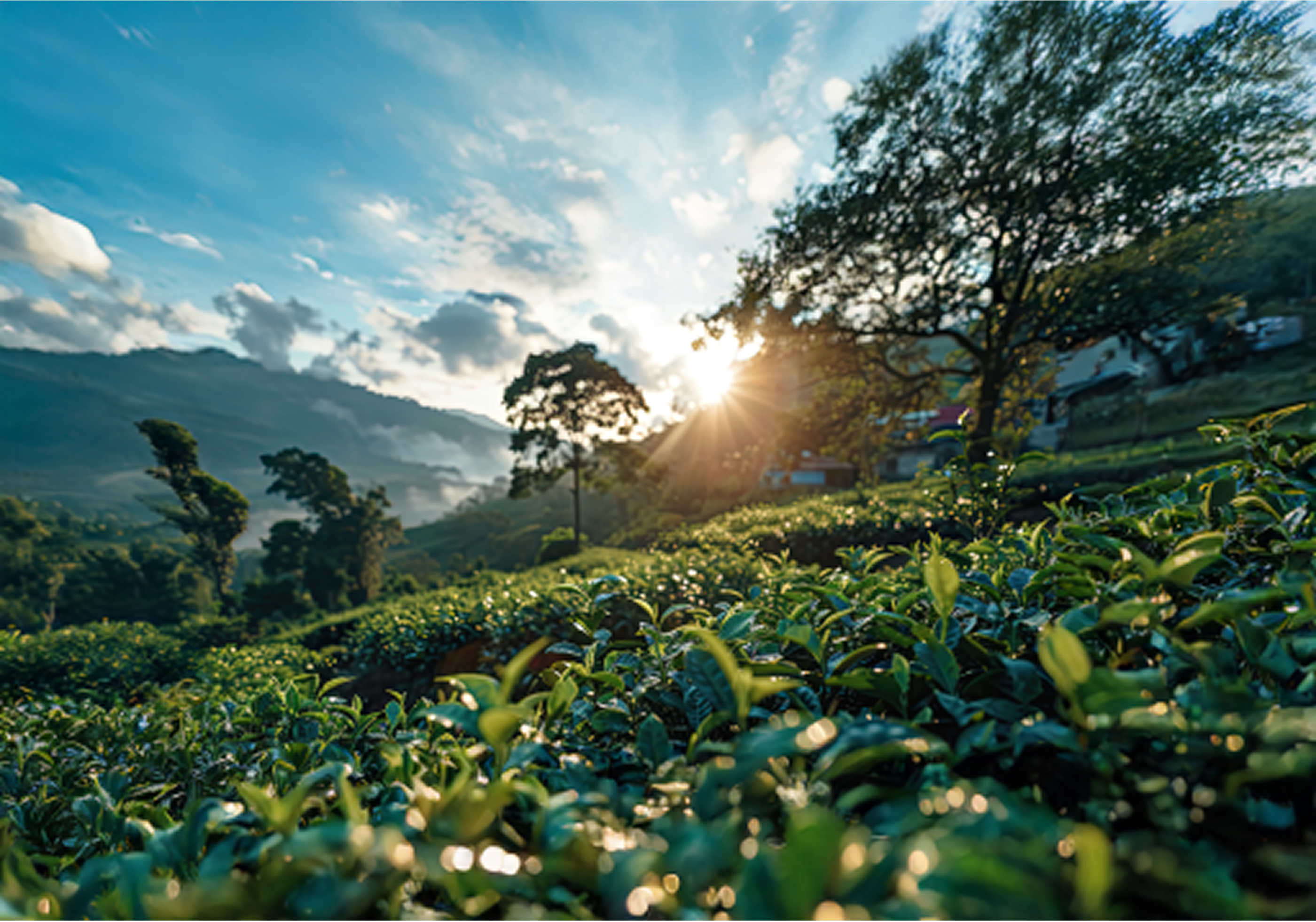 Why is our tea sourced from a single estate?