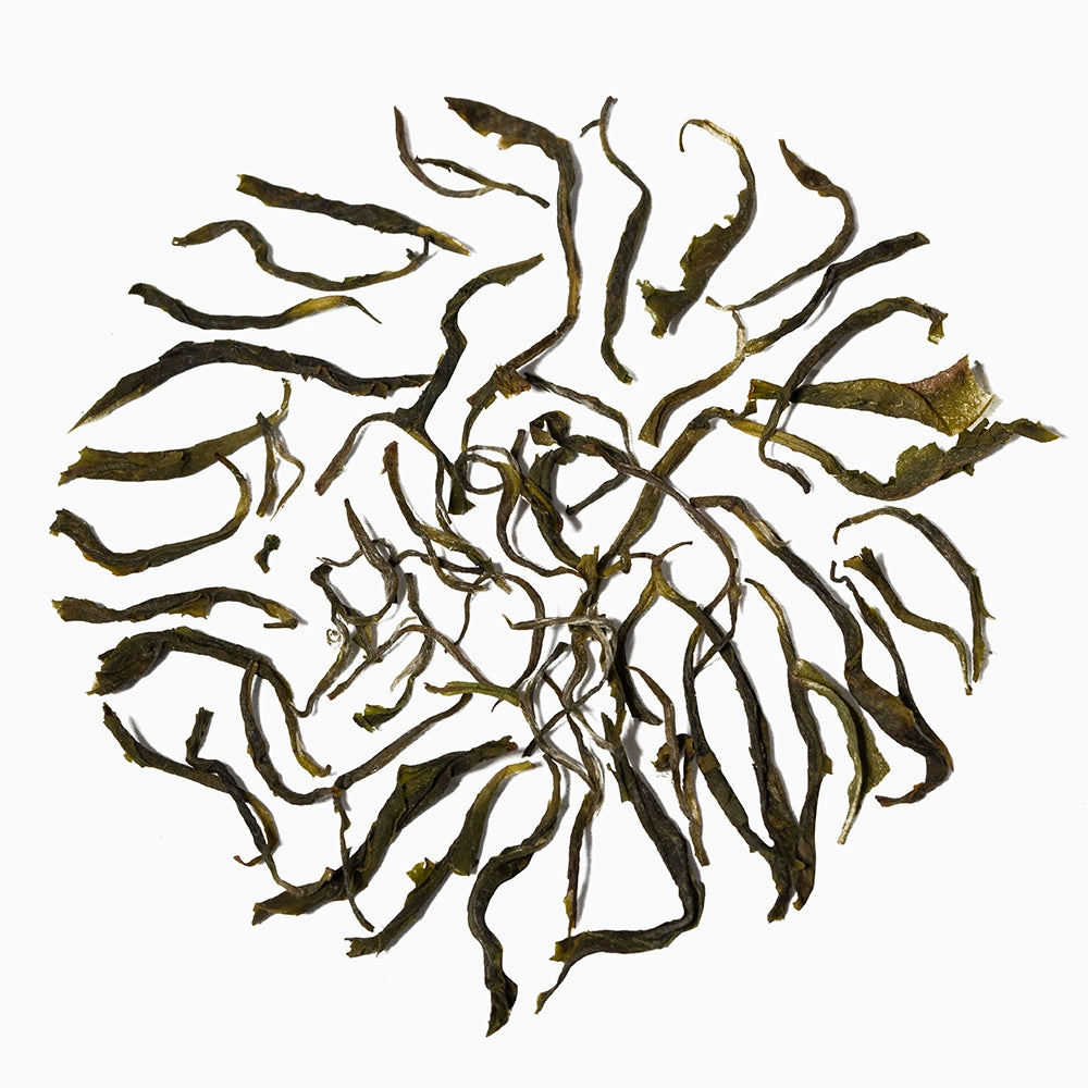 Fresh green tea leaves in a circle — displaying natural shape of the Pattumalay Emerald Twirl Green tea.